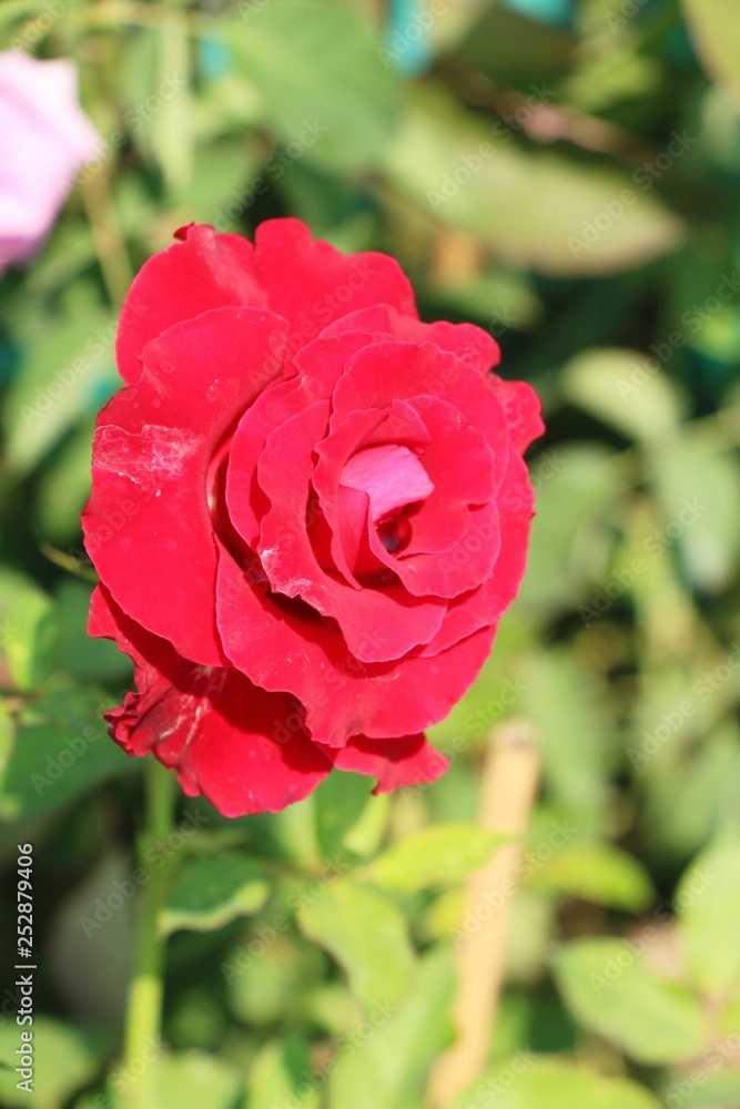 Beautiful roses is blooming in the garden Beautiful roses is blooming in the garden