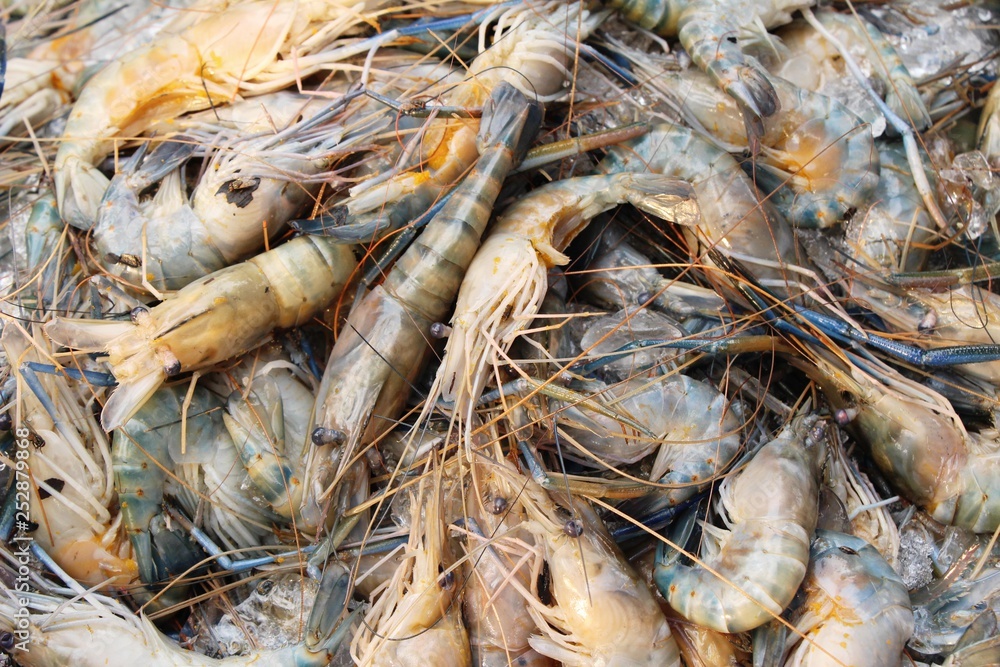 Fresh shrimp for cooking at street food Fresh shrimp for cooking at street food