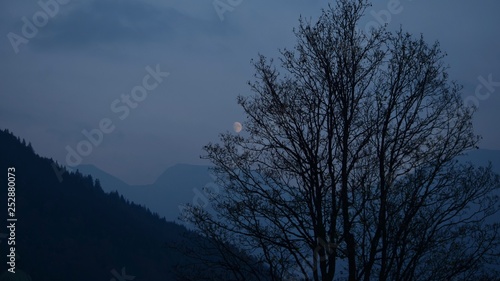 Moon behind a tree in the Alps