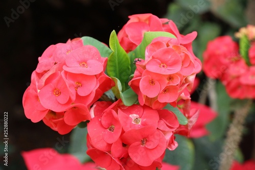 Euphorbia milli crown of thorns in nature