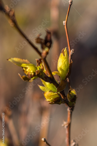 the new shoots, new life in the garden