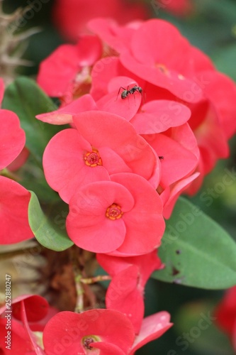 Euphorbia milli crown of thorns in nature