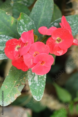 Euphorbia milli crown of thorns in nature