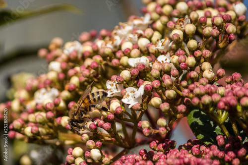 Pollination, the great work of the bees, they visit the flowers collect the nectar collecting the pollen in the down on the abdomen