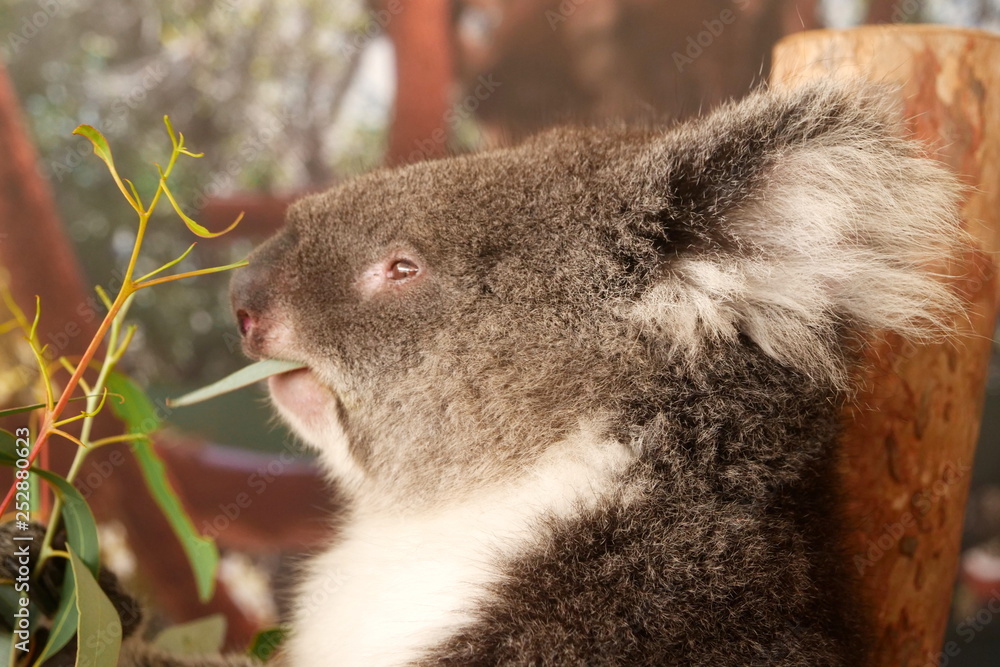 Naklejka premium koala in tree