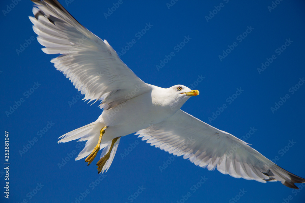 Fototapeta premium gabbiano in volo