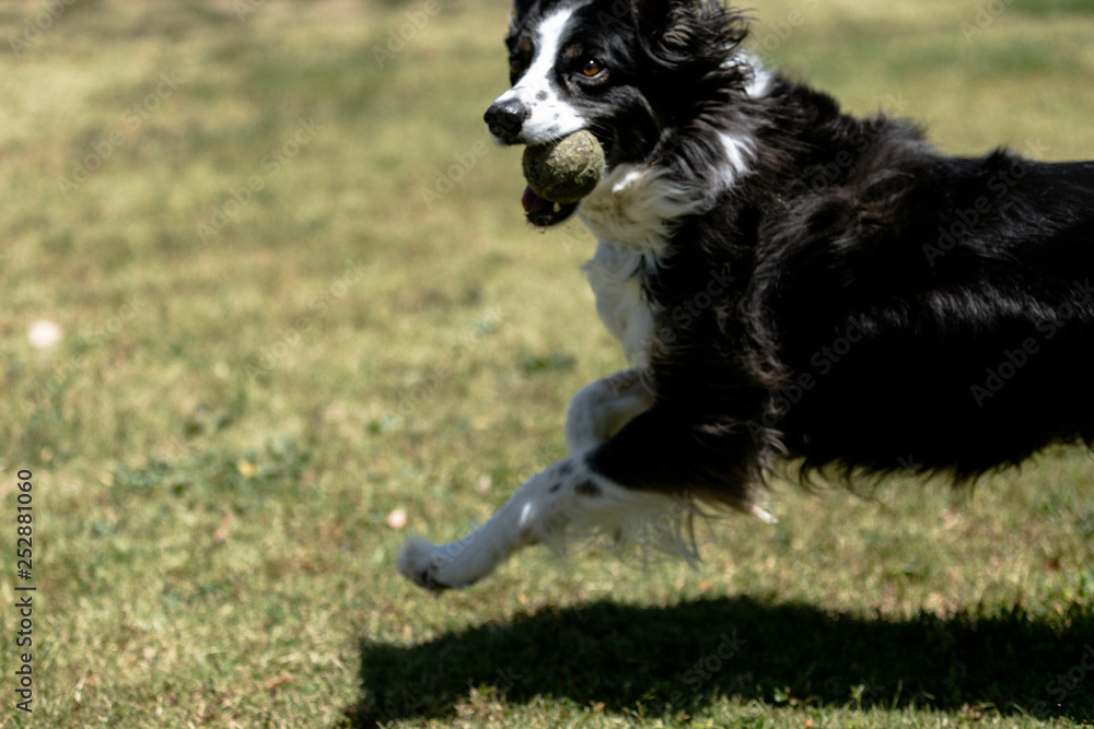 border collie runs with ball on green grass
