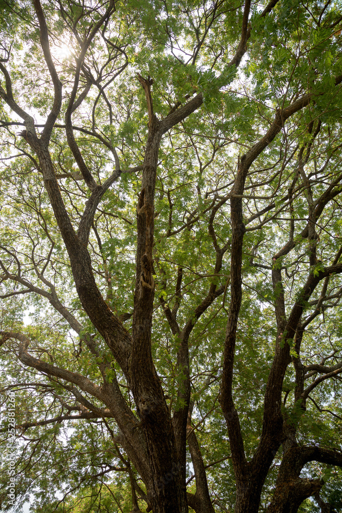 Tree Roots, Sukhothai historical park, Thailand