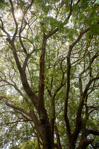 Tree Roots, Sukhothai historical park, Thailand