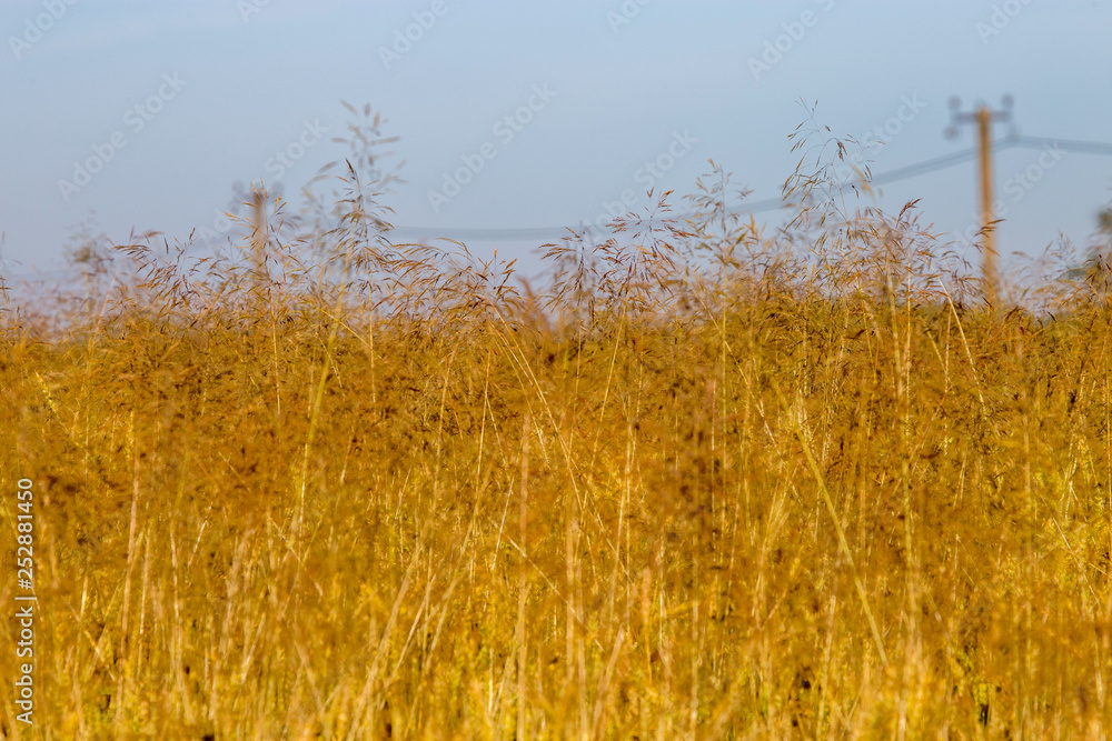Yellow cornfield and blue sky background. Yellow cornfield and blue sky background.