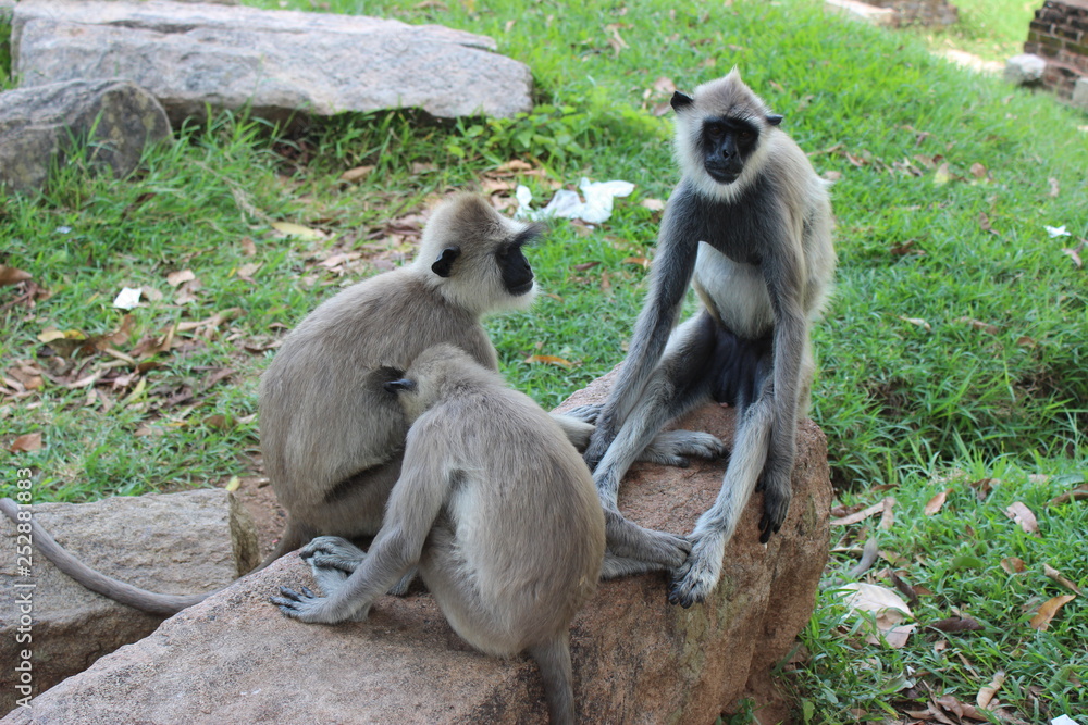 Sri Lanka