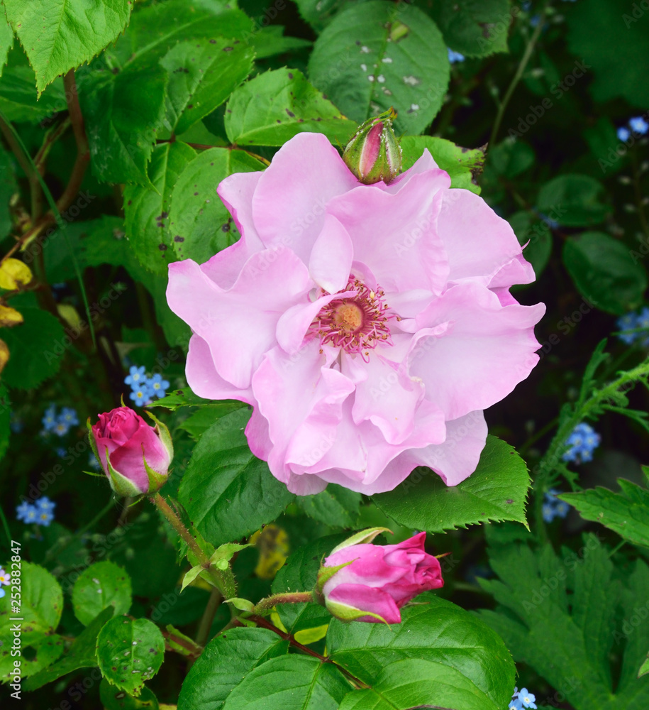 Obraz premium Rose Portraits.