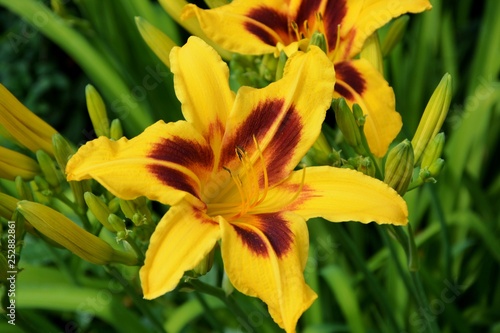 Bright colorful yellow daylily in the garden closeup.