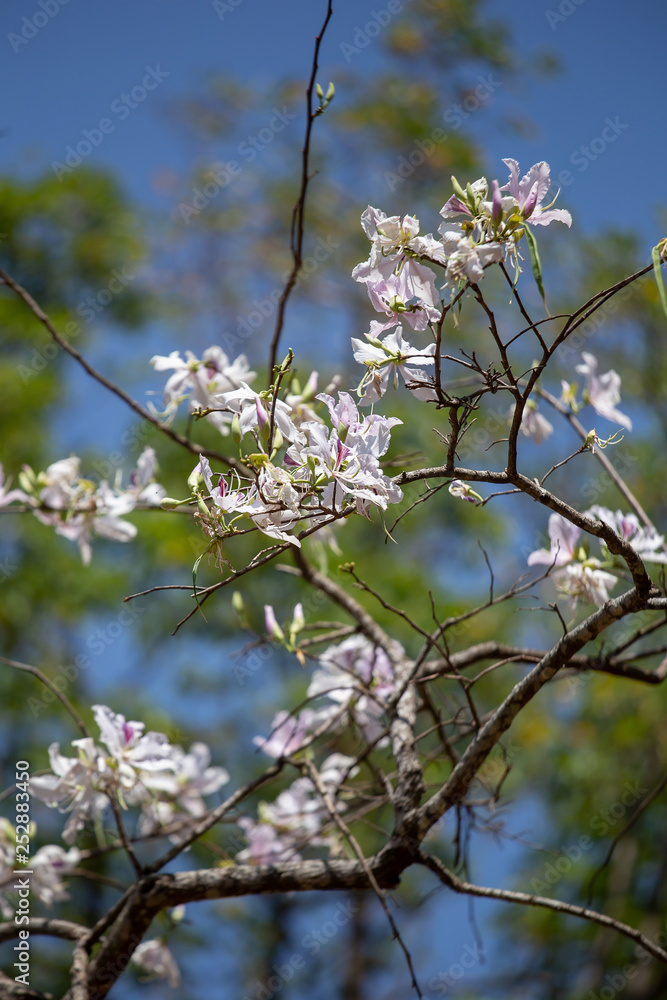 Bauhinia variegata Purple orchid tree a species of plant family Fabaceae. Bauhinia variegata Purple orchid tree a species of plant family Fabaceae.