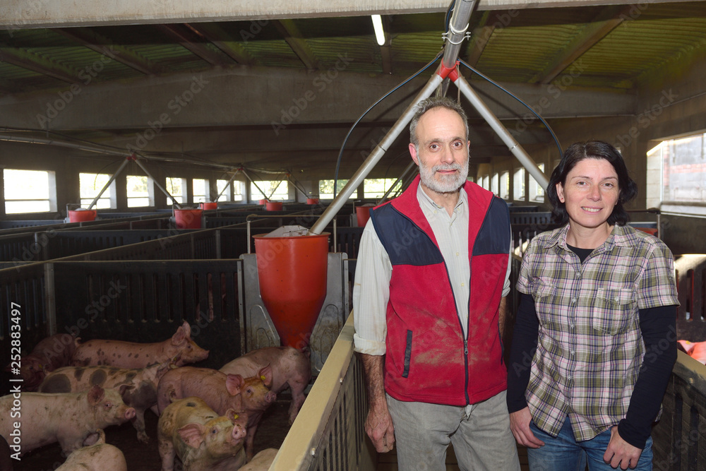 couple of farmers on a pig farm
