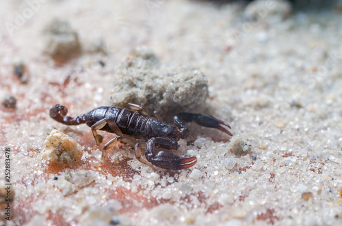 Scorpion creeps on the sand close up