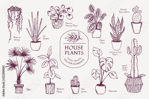 Set of hand drawn line vectors of various different house plants in planters.