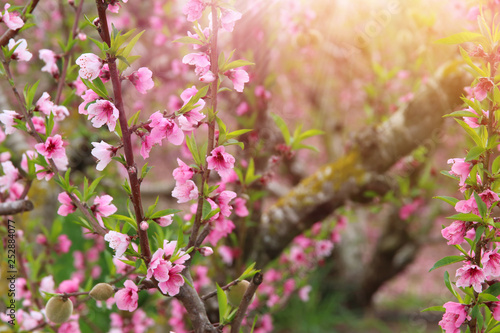 background of spring blossom tree with pink beautiful flowers. selective focus