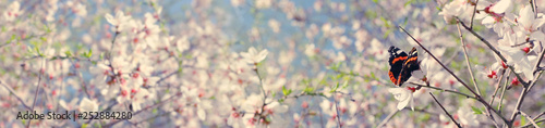 Obraz na plátne background of spring cherry blossoms tree and beautiful butterfly collects nectar from the flower