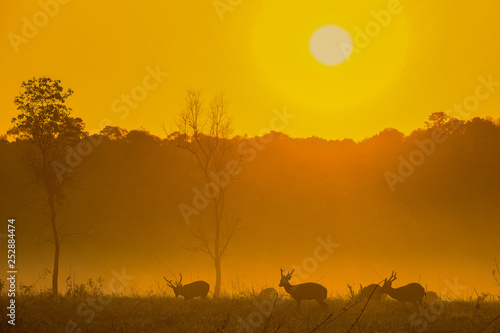 Family Sunset Deer at Thung Kraang Chaiyaphum Province, Thailand photo