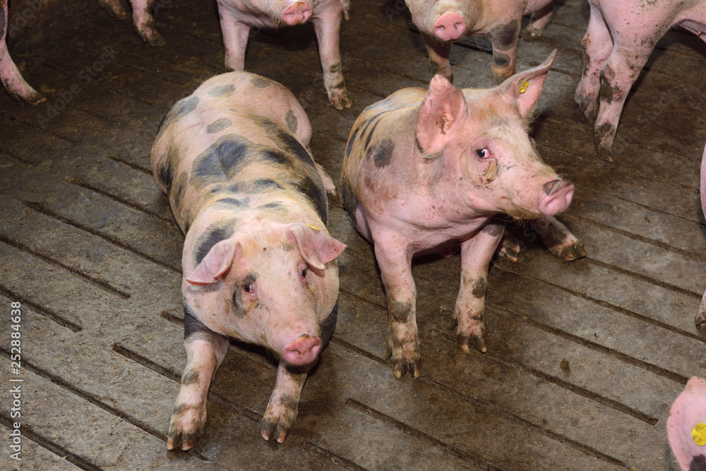 fattening pigs approaching two months old fattening pigs approaching two months old