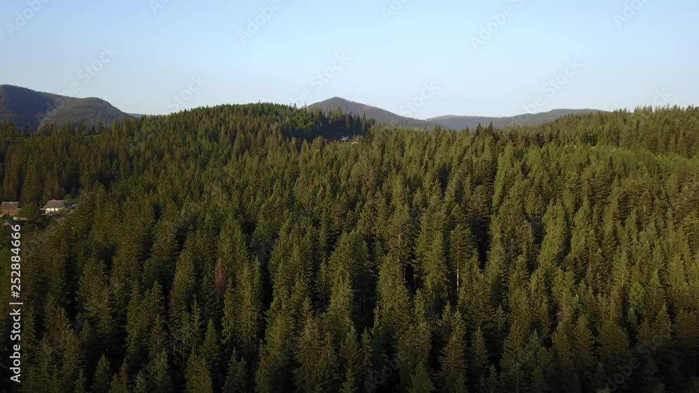 pine forest in the mountains. Aerial with drone pine forest in the mountains. Aerial with drone