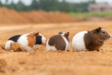Three lovely guinea pigs on the yellow land