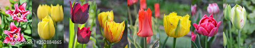 Collage of colorful tulips blooming in spring. The varietal flowers