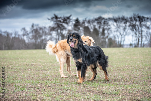 nice dog hovawart guarding breed from germany © radekprocyk