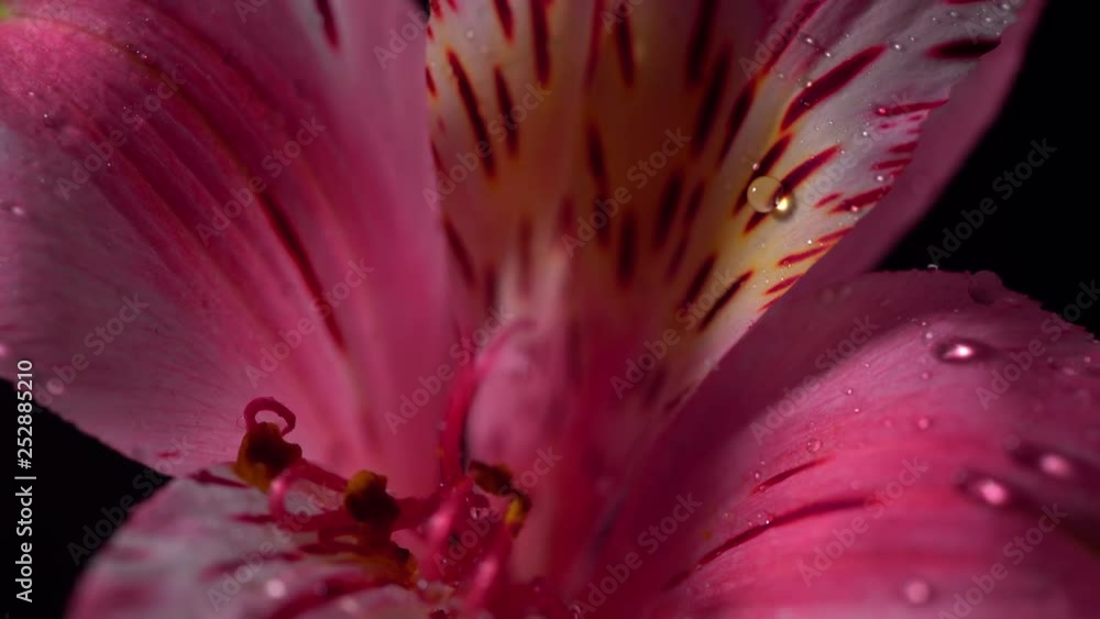 Alstroemeria or Peruvian lily blooming, blossoming and rotating from right to left on dark background. Alstroemeria or Peruvian lily blooming, blossoming and rotating from right to left on dark background.