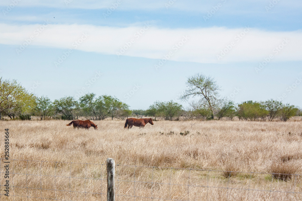 Two Quarter Horses on Texas ranch land with a wire fence in the foreground.