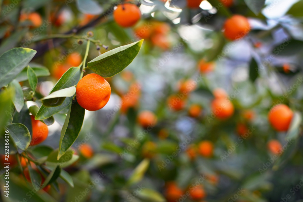 Close up of a Calamondin Citrofortunella Macrocarpa Citrus tree orange with blurry fruits and leaves in the background