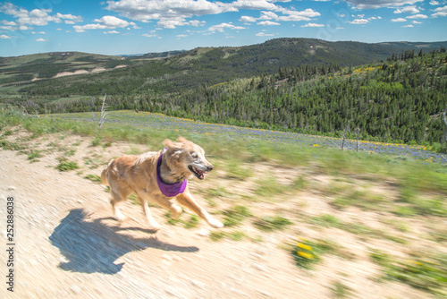 Happy Golden Retriever Running Along Dirt Road