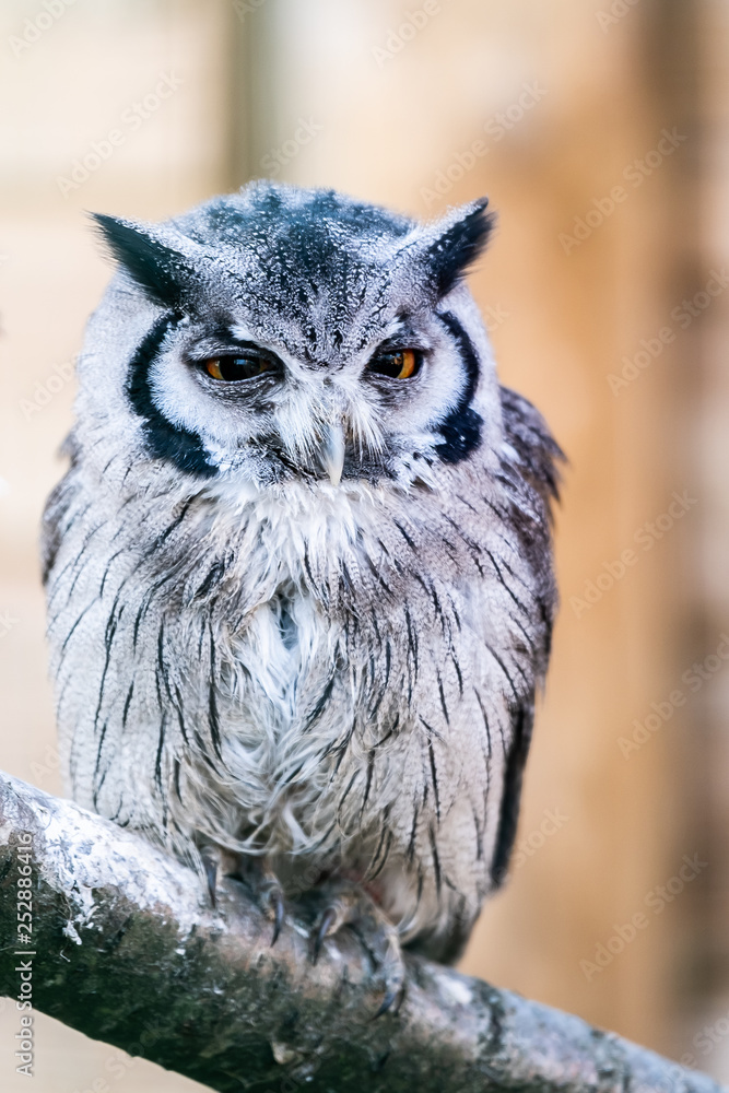 Hibou petit-duc à face blanche Hibou petit-duc à face blanche