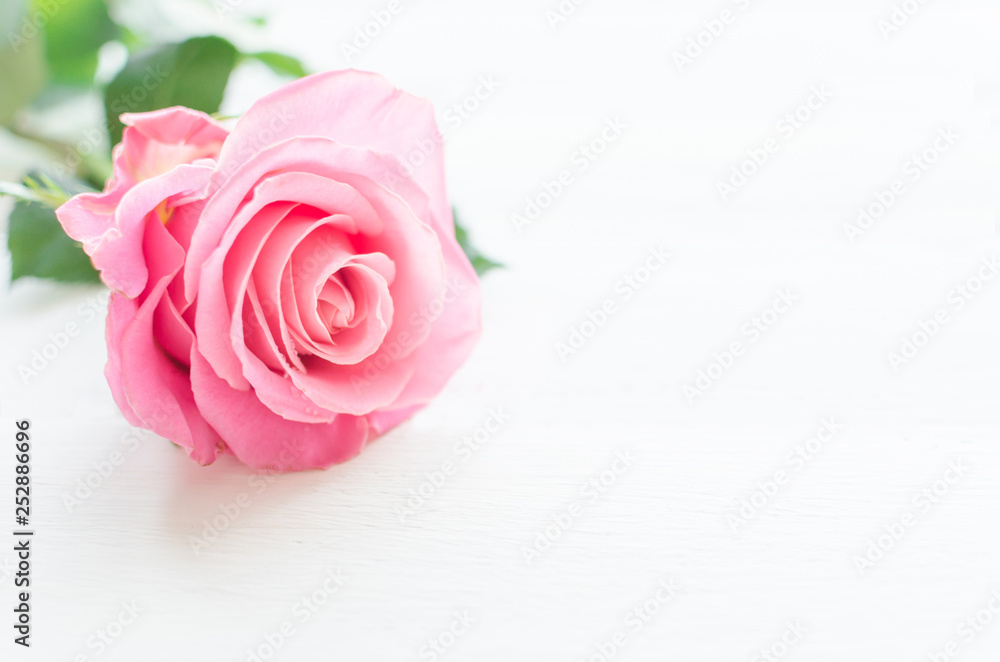 Pink rose over white wooden board. Mother's or Valentine's day concept.