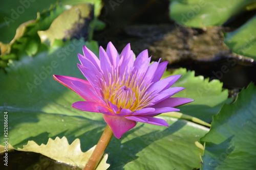violet  lotus flower
