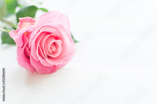 Pink rose over white wooden board. Mother s or Valentine s day concept.