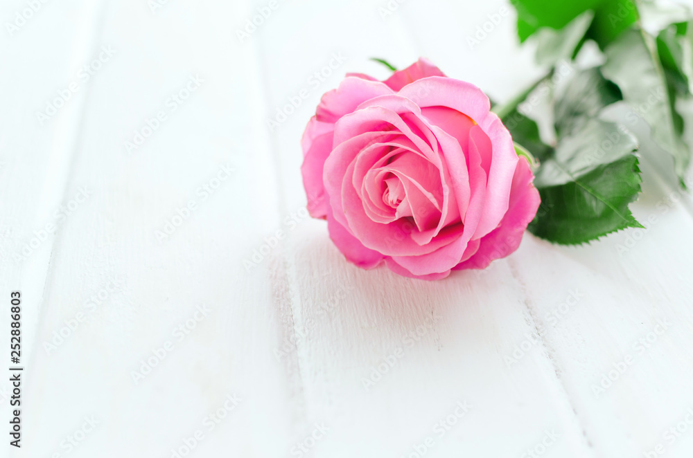 Pink rose over white wooden board. Mother's or Valentine's day concept. Pink rose over white wooden board. Mother's or Valentine's day concept.