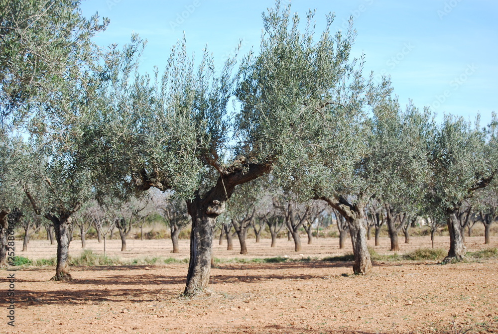 Olive Groves in Valencia Spain