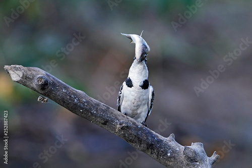 Pied kingfisher (Ceryle rudis) photo