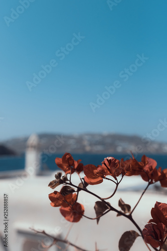Rose in Grecia photo