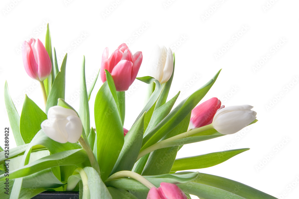 Pretty Pink and White Tulips on White Background Pretty Pink and White Tulips on White Background