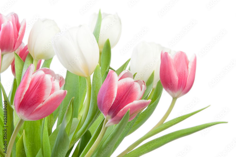 Pretty Bright Pink and White Tulips on White Background Pretty Bright Pink and White Tulips on White Background