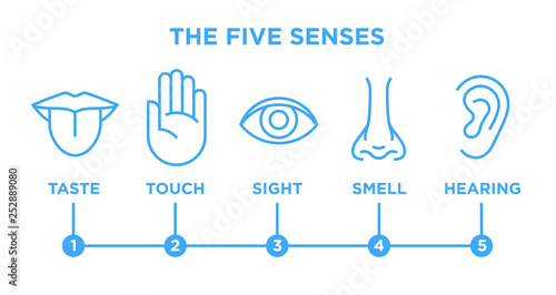 The five human senses icons set with nose for smell, tongue for taste, hand for touch, eye for sight and ear for hearing. Blue vector infographic line style illustration isolated on white background.