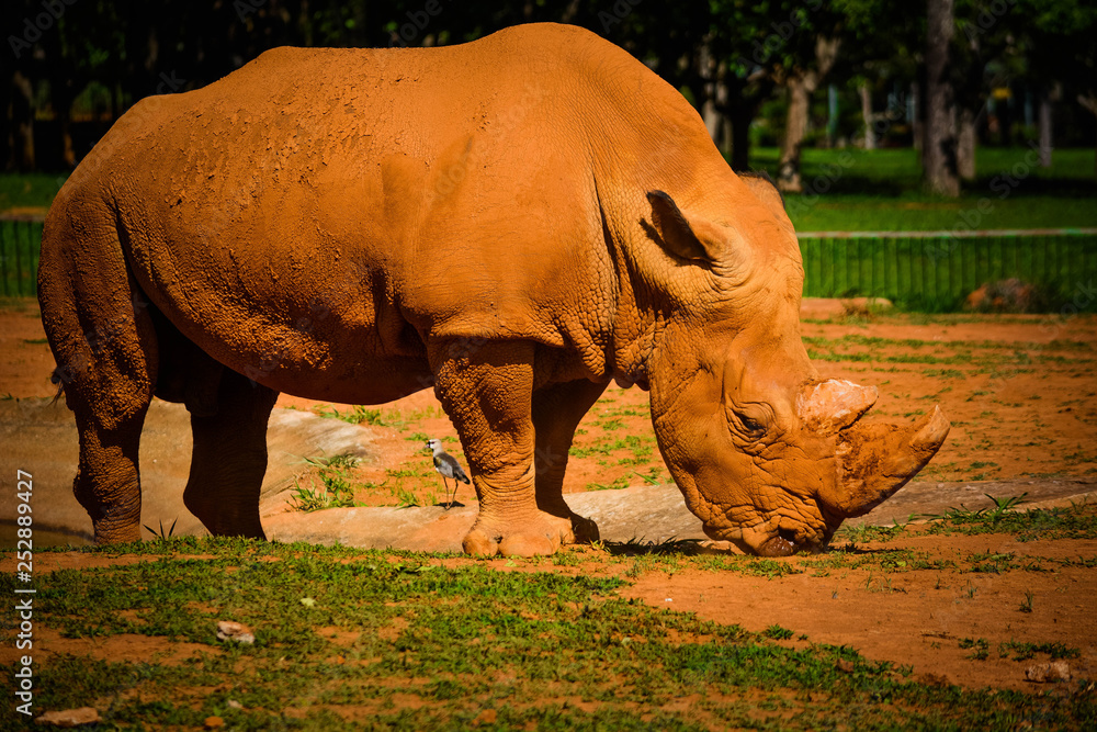 Obraz premium Um rinoceronte em close.