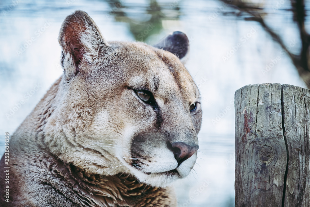 Naklejka premium Portrait de puma