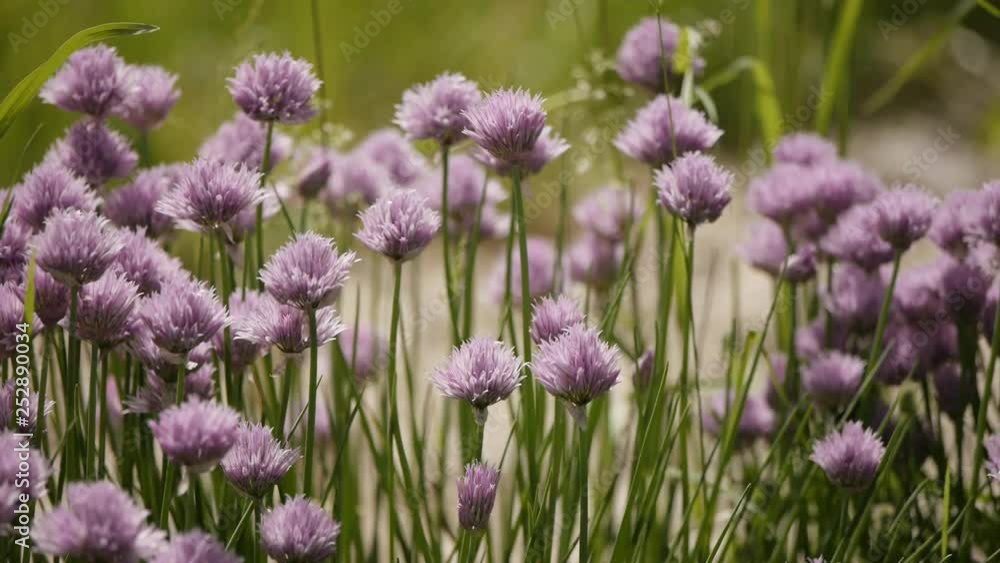 wild flowers and plants in the field in the wind wild flowers and plants in the field in the wind