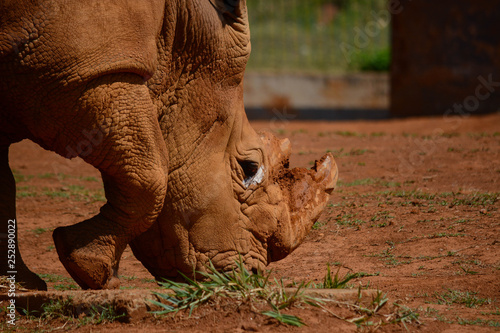 Um rinoceronte em close. © joseduardo
