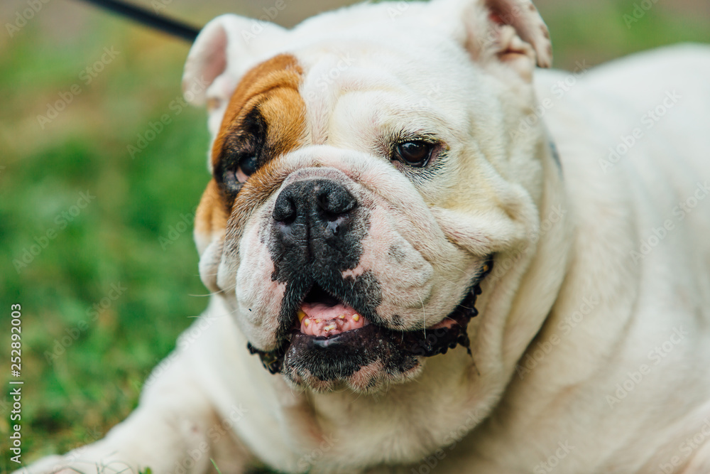 White english bulldog lays on the grass in a park