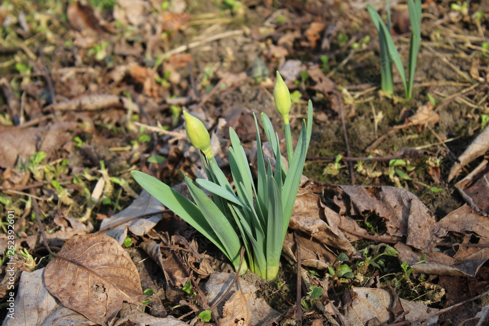 Obraz premium Narcissus, Daffodil green buds in the garden